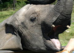 elephants a knysna elephants IMG_3010.JPG